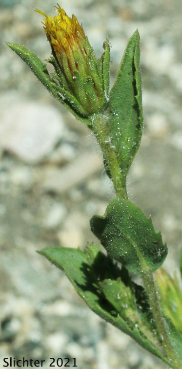 Whitney's Bristlehead, Whitney's Goldenweed: Hazardia whitneyi var. discoidea (Synonyms: Haplopappus whitneyi, Haplopappus whitneyi ssp. discoideus)