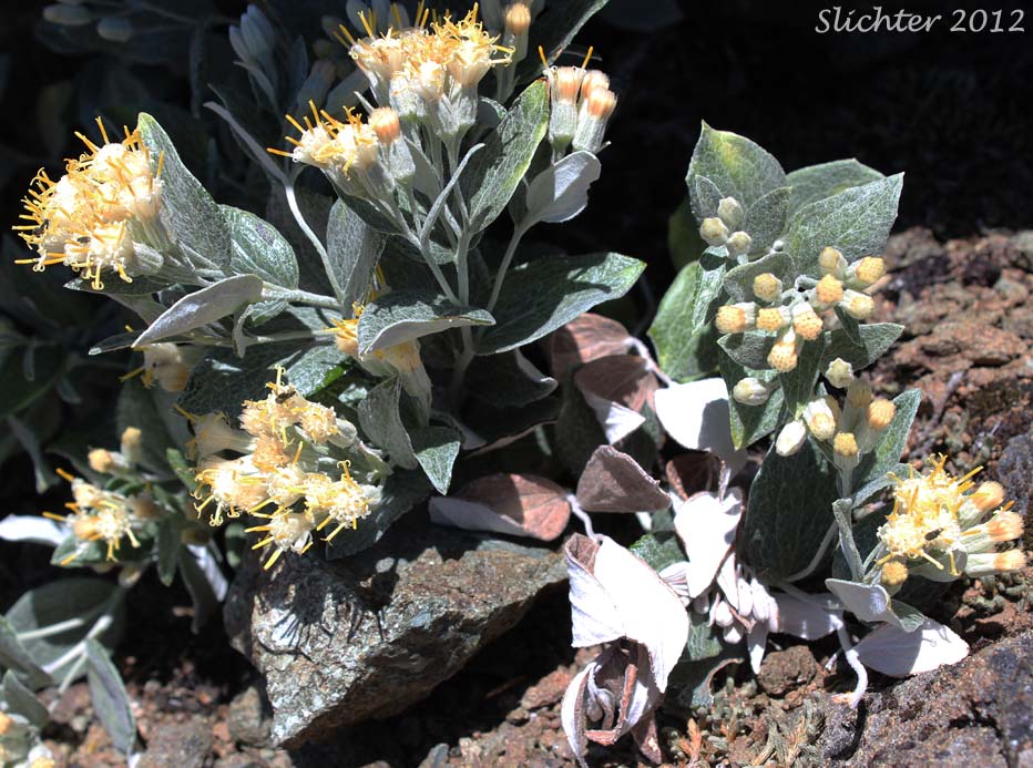 Silverback Luina, Littleleaf Luina, Little-leaf Silverback: Luina hypoleuca