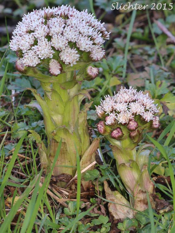Alpine Butterbur, Arctic Butterbur, Sweet Coltsfoot, Western Coltsfoot: Petasites frigidus var. palmatus (Synonyms: Nardosmia palmata, Petasites arcticus, Petasites frigidus ssp. arcticus, Petasites palmatus, Petasites palmatus ssp. speciosus, Petasites speciosus, Tussilago palmata)