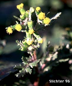 Common Groundsel, Old Man-in-the-Spring: Senecio vulgaris
