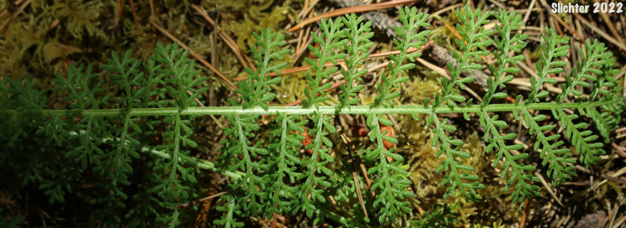 Camphor Tansy, Dune Tansy, Lake Huron Tansy: Tanacetum bipinnatum (Synonyms: Tanacetum bipinnatum ssp. huronense, Tanacetum camphoratum, Tanacetum douglasii)
