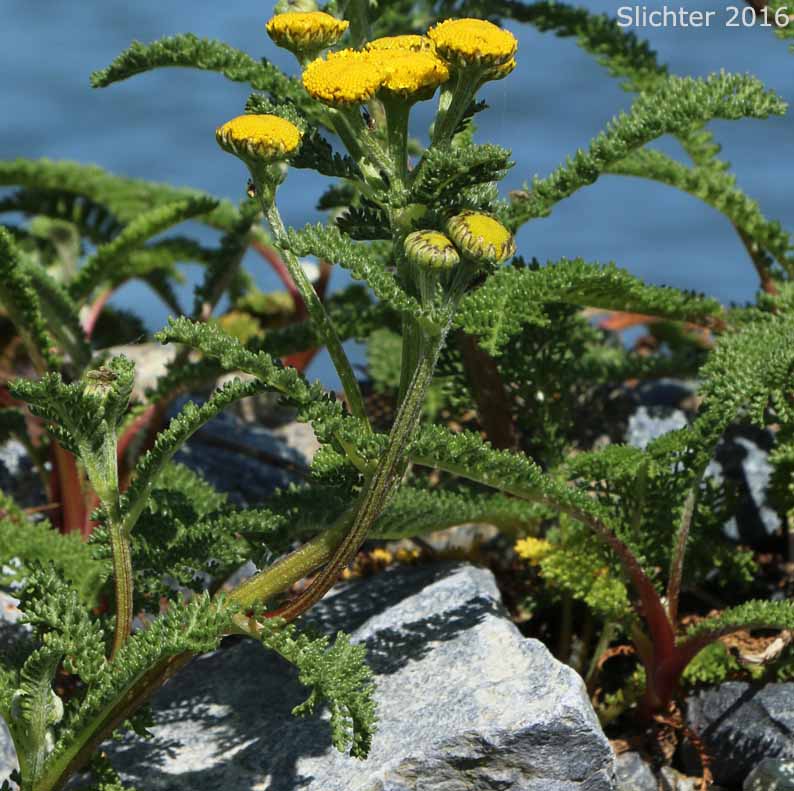 Camphor Tansy, Dune Tansy, Lake Huron Tansy: Tanacetum bipinnatum (Synonyms: Tanacetum bipinnatum ssp. huronense, Tanacetum camphoratum, Tanacetum douglasii)