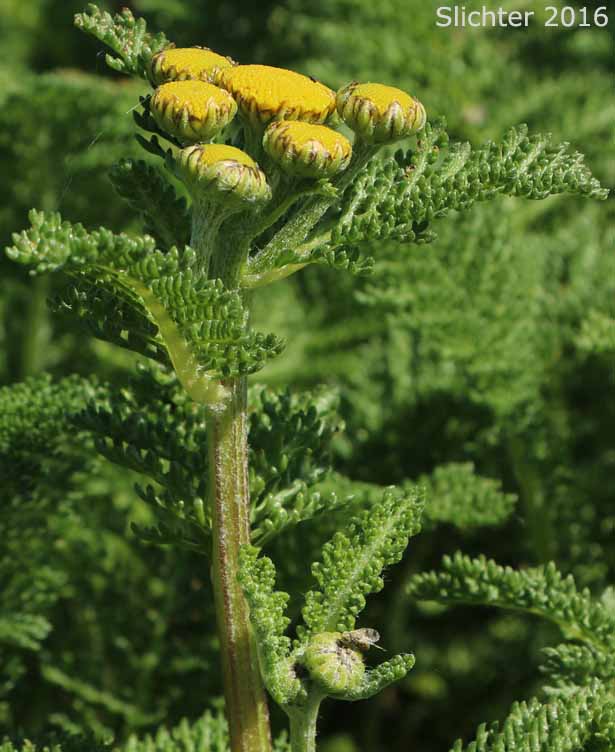 Camphor Tansy, Dune Tansy, Lake Huron Tansy: Tanacetum bipinnatum (Synonyms: Tanacetum bipinnatum ssp. huronense, Tanacetum camphoratum, Tanacetum douglasii)