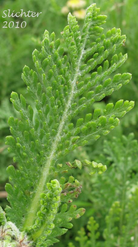 Stem leaf of Camphor Tansy, Dune Tansy, Lake Huron Tansy: Tanacetum bipinnatum (Synonyms: Tanacetum bipinnatum ssp. huronense, Tanacetum camphoratum, Tanacetum douglasii)
