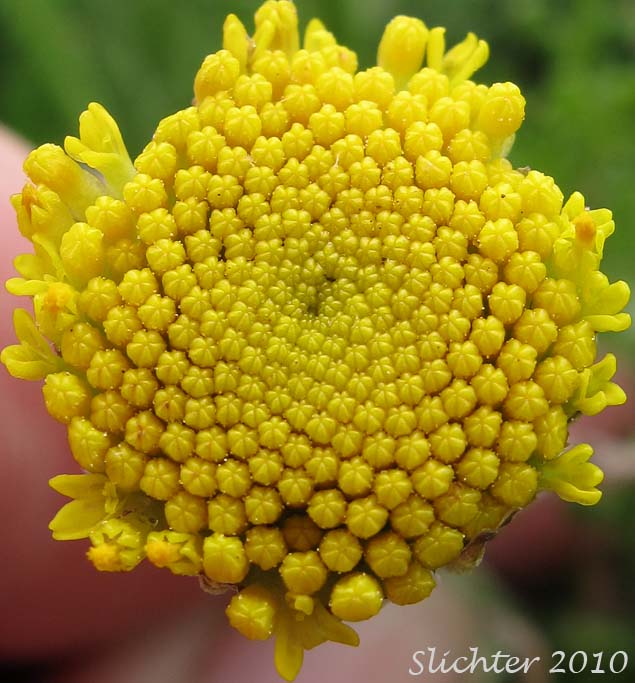 Discoid flower head of Camphor Tansy, Dune Tansy, Lake Huron Tansy: Tanacetum bipinnatum (Synonyms: Tanacetum bipinnatum ssp. huronense, Tanacetum camphoratum, Tanacetum douglasii)