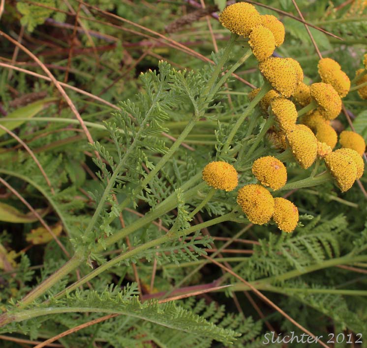 Camphor Tansy, Dune Tansy, Lake Huron Tansy: Tanacetum bipinnatum (Synonyms: Tanacetum bipinnatum ssp. huronense, Tanacetum camphoratum, Tanacetum douglasii)