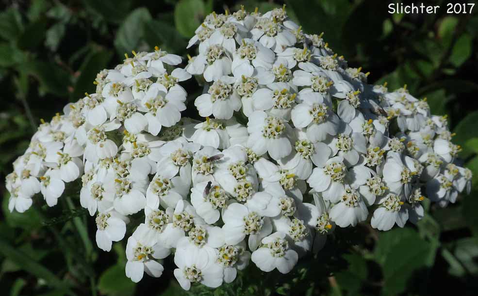 Yarrow, Common Yarrow, Milfoil: Achillea millefolium (Synonyms: Achillea borealis, Achillea lanulosa, Achillea lanulosa var. eradiata, Achillea lanulosa var. lanulosa, Achillea millefolium ssp. lanulosa, Achillea millefolium var. alpicola, Achillea millefolium var. borealis, Achillea millefolium var. californica, Achillea millefolium var. lanulosa, Achillea millefolium var. litoralis, Achillea millefolium var. millefolium, Achillea millefolium var. occidentalis, Achillea millefolium var. pacifica)
