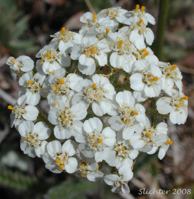 Yarrow, Common Yarrow, Milfoil: Achillea millefolium (Synonyms: Achillea borealis, Achillea lanulosa, Achillea lanulosa var. eradiata, Achillea lanulosa var. lanulosa, Achillea millefolium ssp. lanulosa, Achillea millefolium var. alpicola, Achillea millefolium var. borealis, Achillea millefolium var. californica, Achillea millefolium var. lanulosa, Achillea millefolium var. litoralis, Achillea millefolium var. millefolium, Achillea millefolium var. occidentalis, Achillea millefolium var. pacifica)