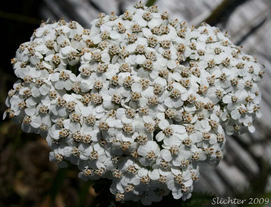Inflorescence of Yarrow, Common Yarrow, Milfoil: Achillea millefolium (Synonyms: Achillea borealis, Achillea lanulosa, Achillea lanulosa var. eradiata, Achillea lanulosa var. lanulosa, Achillea millefolium ssp. lanulosa, Achillea millefolium var. alpicola, Achillea millefolium var. borealis, Achillea millefolium var. californica, Achillea millefolium var. lanulosa, Achillea millefolium var. litoralis, Achillea millefolium var. millefolium, Achillea millefolium var. occidentalis, Achillea millefolium var. pacifica)