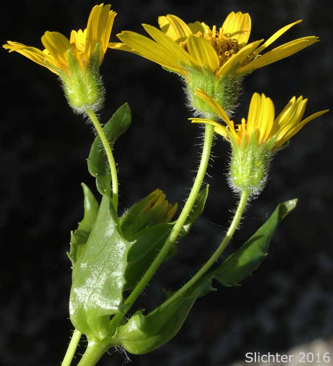 Inflorescence of Clasping Arnica, Streambank Arnica, Streambank Leopardbane: Arnica lanceolata ssp. prima (Synonyms: Arnica amplexicaulis, Arnica amplexicaulis var. amplexicaulis, Arnica amplexicaulis var. piperi, Arnica amplexifolia ssp. prima)