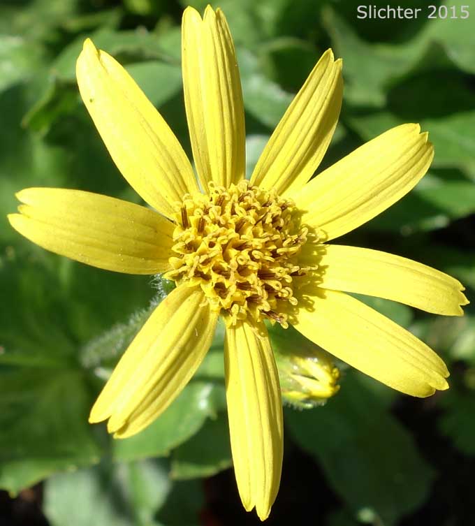 Clasping Arnica, Streambank Arnica, Streambank Leopardbane: Arnica lanceolata ssp. prima (Synonyms: Arnica amplexicaulis, Arnica amplexicaulis var. amplexicaulis, Arnica amplexicaulis var. piperi, Arnica amplexifolia ssp. prima)