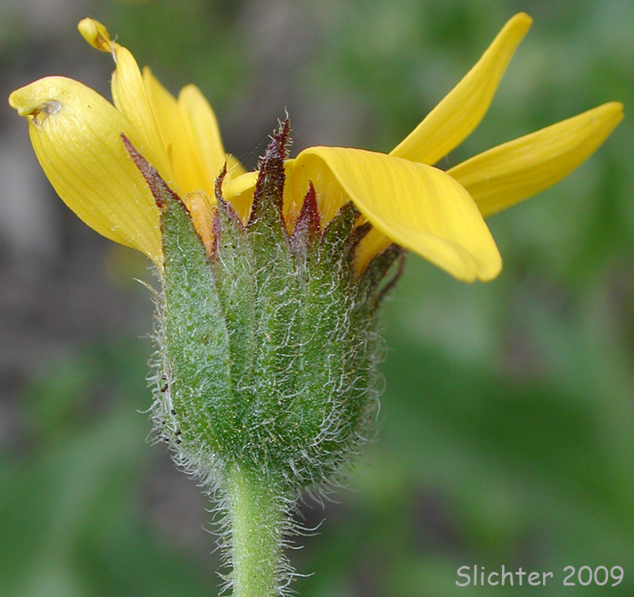 Clasping Arnica, Streambank Arnica, Streambank Leopardbane: Arnica lanceolata ssp. prima (Synonyms: Arnica amplexicaulis, Arnica amplexicaulis var. amplexicaulis, Arnica amplexicaulis var. piperi, Arnica amplexifolia ssp. prima)
