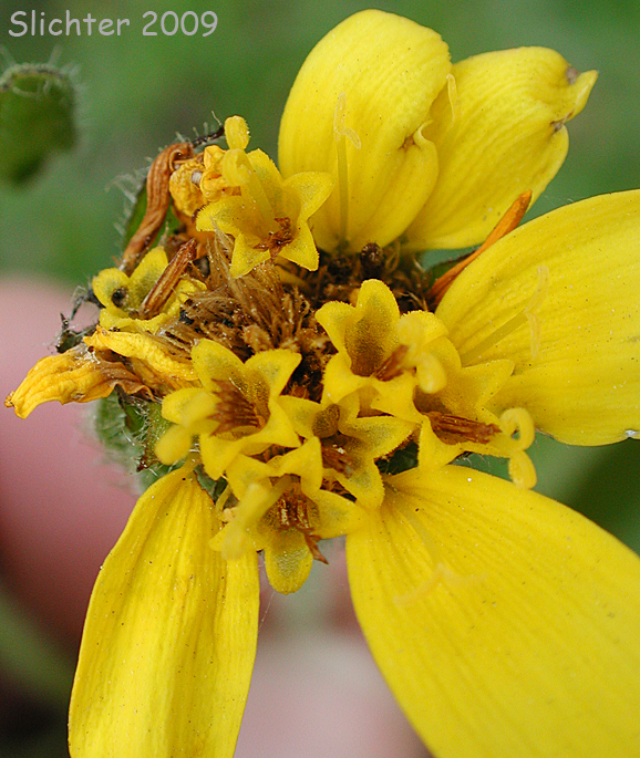 Clasping Arnica, Streambank Arnica, Streambank Leopardbane: Arnica lanceolata ssp. prima (Synonyms: Arnica amplexicaulis, Arnica amplexicaulis var. amplexicaulis, Arnica amplexicaulis var. piperi, Arnica amplexifolia ssp. prima)