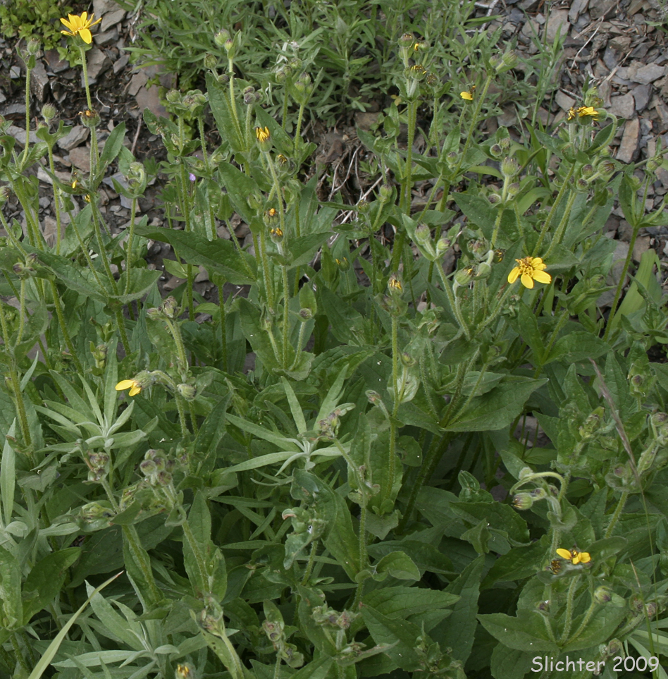 Clasping Arnica, Streambank Arnica, Streambank Leopardbane: Arnica lanceolata ssp. prima (Synonyms: Arnica amplexicaulis, Arnica amplexicaulis var. amplexicaulis, Arnica amplexicaulis var. piperi, Arnica amplexifolia ssp. prima)