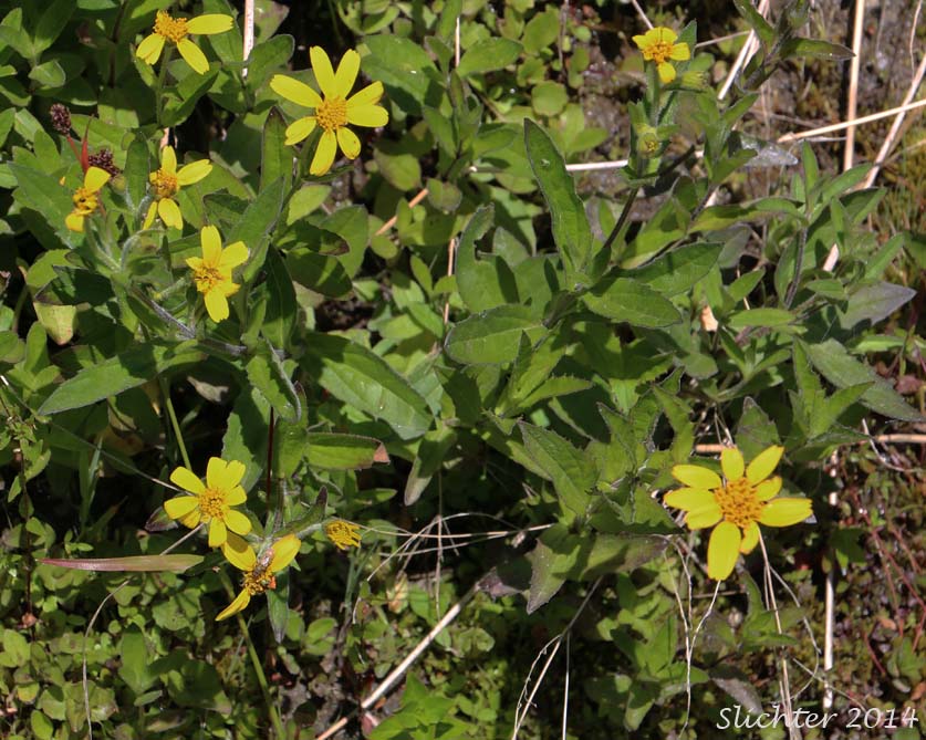 Clasping Arnica, Streambank Arnica, Streambank Leopardbane: Arnica lanceolata ssp. prima (Synonyms: Arnica amplexicaulis, Arnica amplexicaulis var. amplexicaulis, Arnica amplexicaulis var. piperi, Arnica amplexifolia ssp. prima)