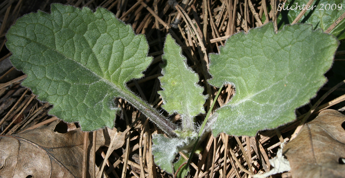 Heart-leaf Arnica, Heart-leaf Leopardbane, Heart-leaved Arnica: Arnica cordifolia (Synonyms: Arnica cordifolia var. cordifolia, Arnica cordifolia var. pumila)