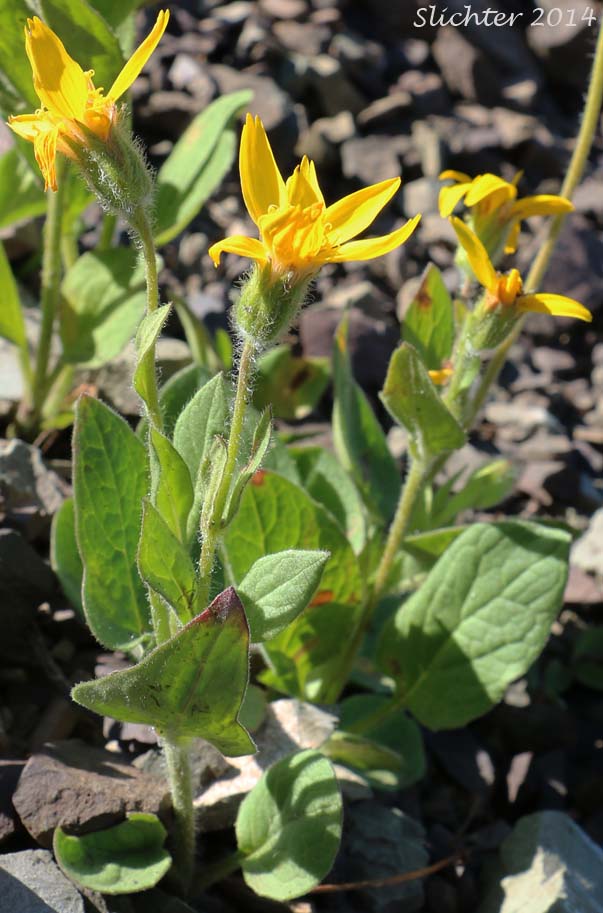 Sticky Arnica, Sticky-leaf Arnica: Arnica ovata (Synonyms: Arnica diversifolia, Arnica amplexicaulis, Arnica xdiversifolia) - Note: This species is considered Arnica diversifolia in Oregon.