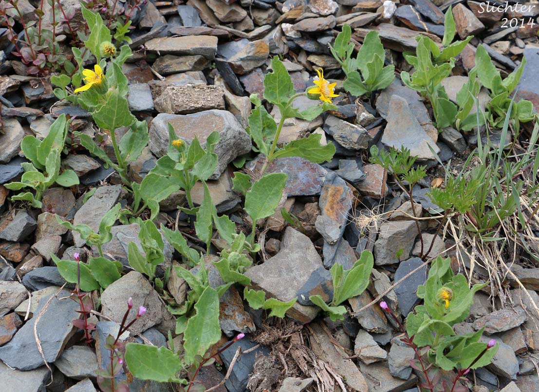 Sticky Arnica, Sticky-leaf Arnica: Arnica ovata (Synonyms: Arnica diversifolia, Arnica amplexicaulis, Arnica xdiversifolia) - Note: This species is considered Arnica diversifolia in Oregon.