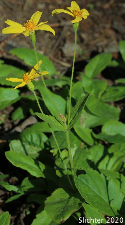 Broadleaf Arnica, Broad Leaved Arnica, Broad-leaved Arnica, Mountain Arnica, Daffodil Leopardbane: Arnica latifolia (Synonym: Arnica latifolia var. latifolia)