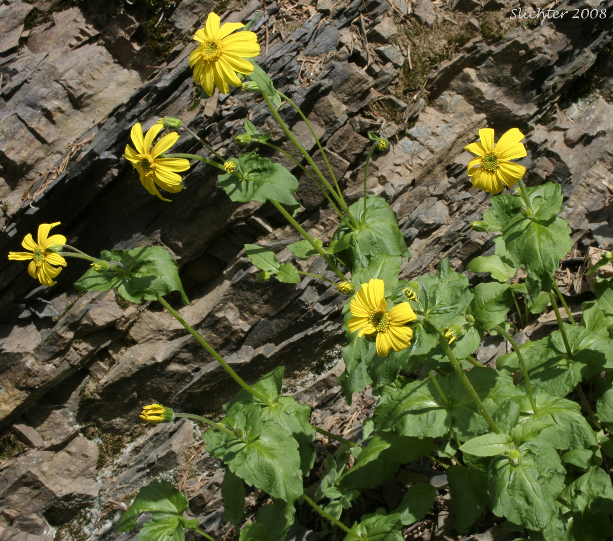 Broadleaf Arnica, Broad Leaved Arnica, Broad-leaved Arnica, Mountain Arnica, Daffodil Leopardbane: Arnica latifolia (Synonym: Arnica latifolia var. latifolia)