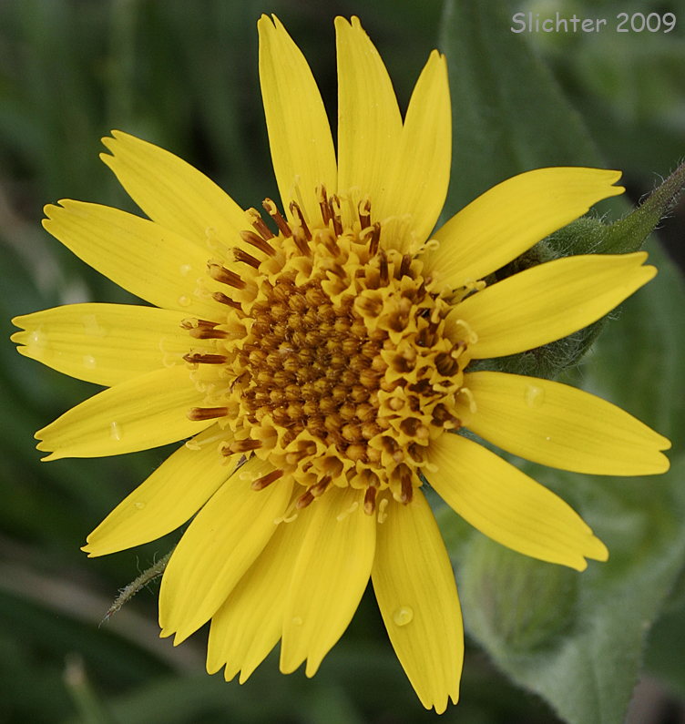 Hairy Arnica, Cordilleran Arnica: Arnica mollis