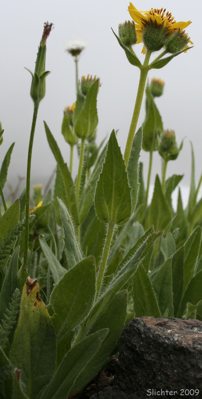 Hairy Arnica, Cordilleran Arnica: Arnica mollis
