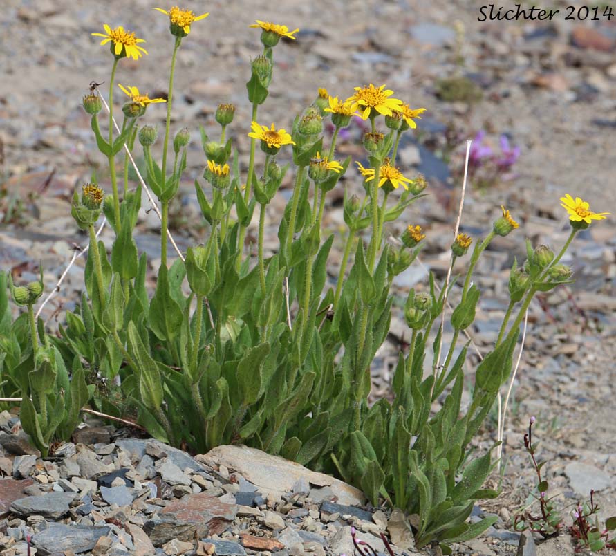 Hairy Arnica, Cordilleran Arnica, Cordilleran Leopardbane: Arnica mollis