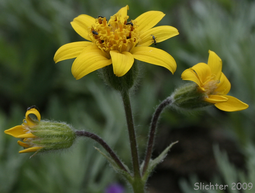 Sierra Arnica, Nevada Arnica, Sierran Leopardbane: Arnica nevadensis (Synonym: Arnica tomentella)