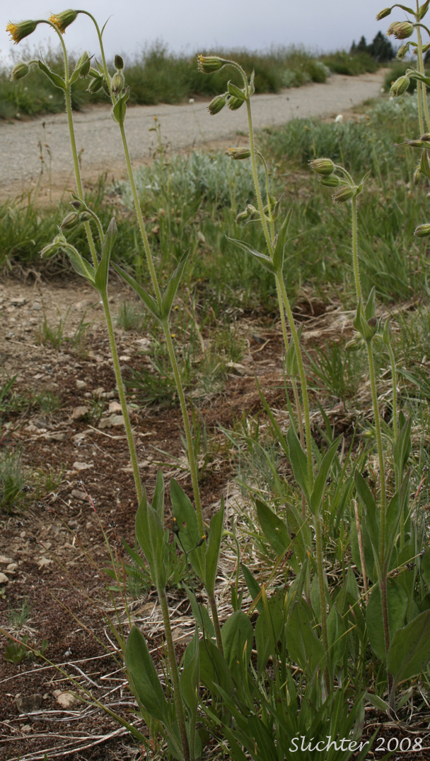 Parry's Arnica, Nodding Arnica: Arnica parryi (Synonyms: Arnica angustifolia ssp. eradiata, Arnica parryi ssp. parryi, Arnica parryi ssp. sonnei, Arnica parryi var. parryi, Arnica parryi var. sonnei)