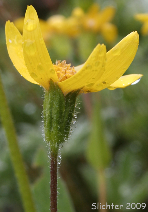 Rydberg's Arnica, Subalpine Arnica, Subalpine Leopardbane: Arnica rydbergii (Synonym: Arnica aurantiaca)