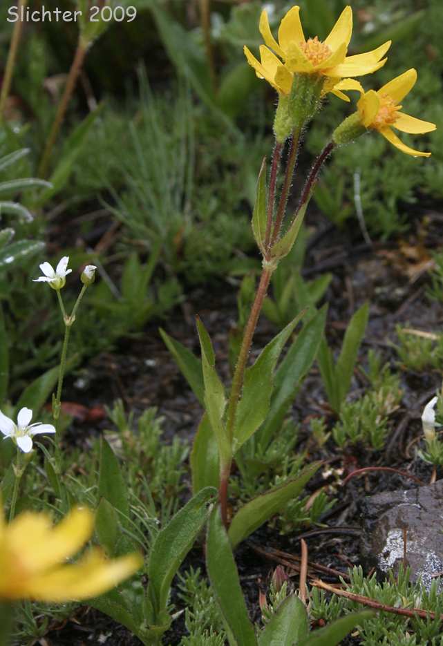 Rydberg's Arnica, Subalpine Arnica, Subalpine Leopardbane: Arnica rydbergii (Synonym: Arnica aurantiaca)