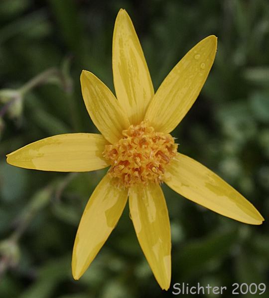 Rydberg's Arnica, Subalpine Arnica, Subalpine Leopardbane: Arnica rydbergii (Synonym: Arnica aurantiaca)