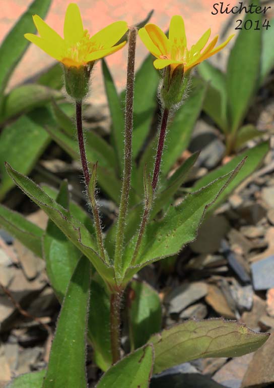 Rydberg's Arnica, Subalpine Arnica, Subalpine Leopardbane: Arnica rydbergii (Synonym: Arnica aurantiaca)