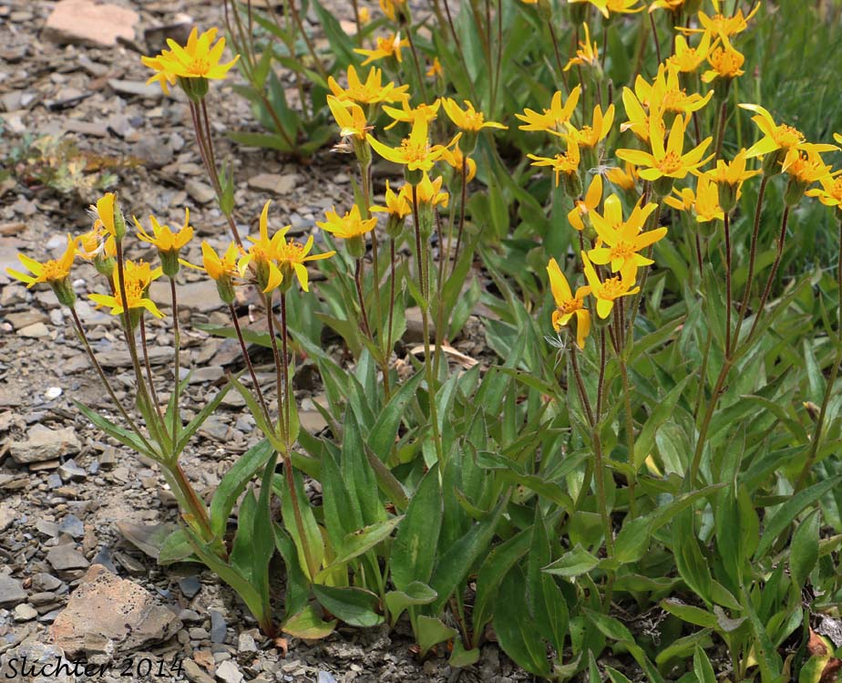 Rydberg's Arnica, Subalpine Arnica, Subalpine Leopardbane: Arnica rydbergii (Synonym: Arnica aurantiaca)