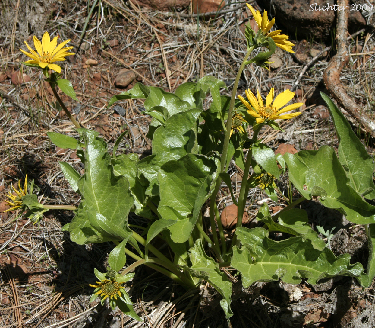 Carey's Balsamroot: Balsamorhiza careyana (Synonyms: Balsamorhiza careyana var. careyana, Balsamorhiza careyana var. intermedia)