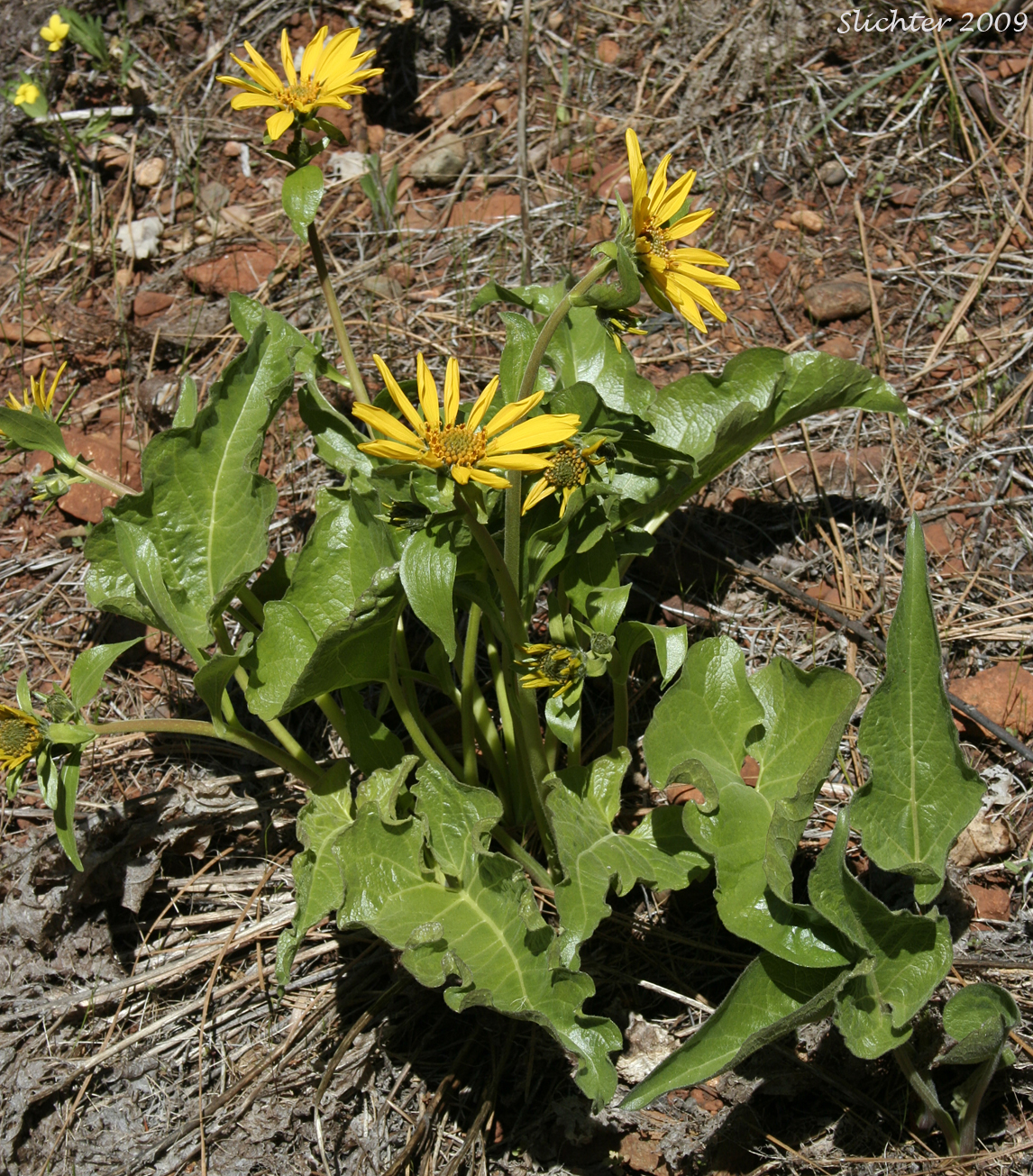 Carey's Balsamroot: Balsamorhiza careyana (Synonyms: Balsamorhiza careyana var. careyana, Balsamorhiza careyana var. intermedia)