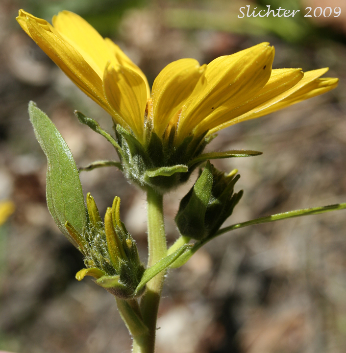 Inflorescence of Carey's Balsamroot: Balsamorhiza careyana (Synonyms: Balsamorhiza careyana var. careyana, Balsamorhiza careyana var. intermedia)