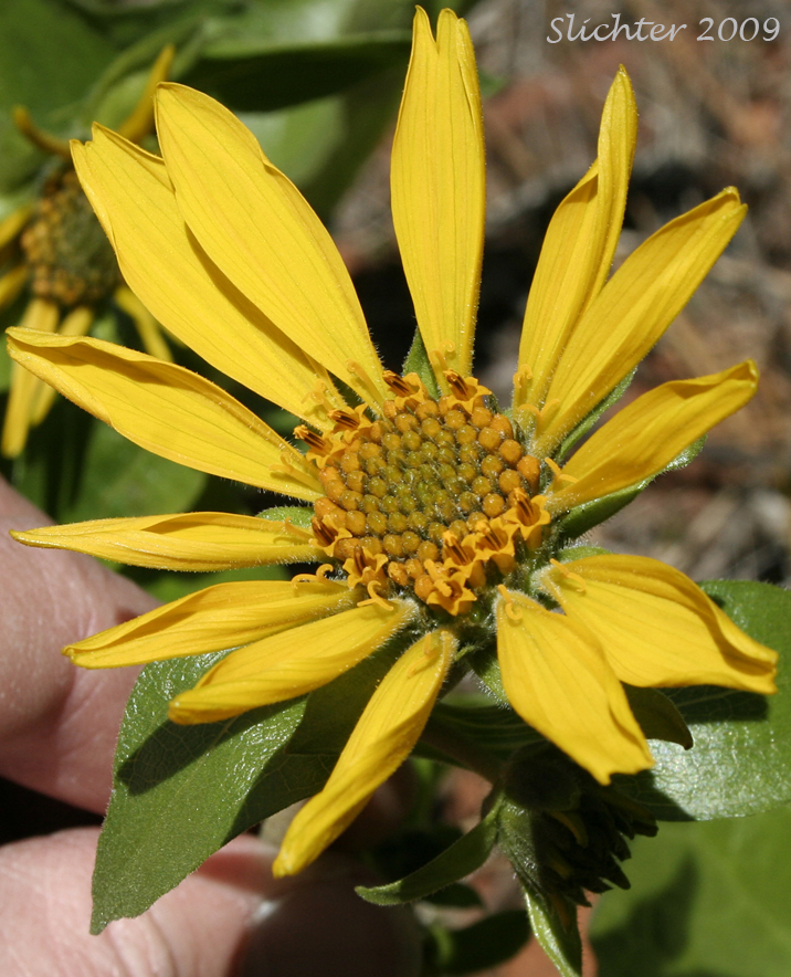Inflorescence of Carey's Balsamroot: Balsamorhiza careyana (Synonyms: Balsamorhiza careyana var. careyana, Balsamorhiza careyana var. intermedia)