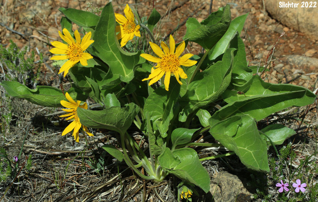 Puget Balsamroot, Deltoid Balsamroot, Northwest Balsamroot: Balsamorhiza deltoidea (Synonym: Balsamorhiza glabrescens)