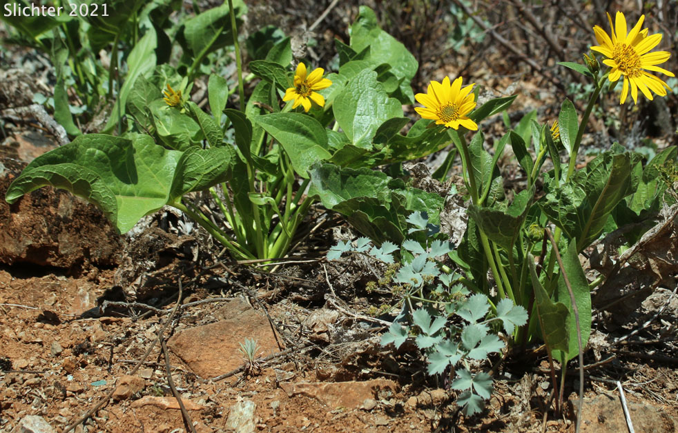 Puget Balsamroot, Deltoid Balsamroot, Northwest Balsamroot: Balsamorhiza deltoidea (Synonym: Balsamorhiza glabrescens)