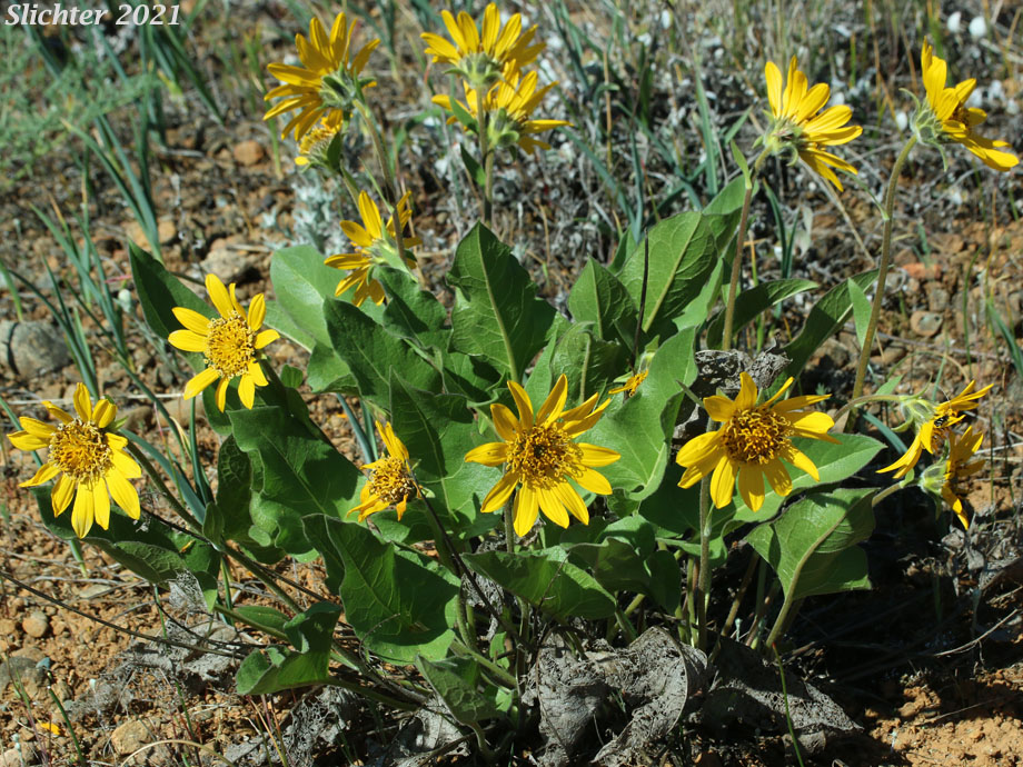 Puget Balsamroot, Deltoid Balsamroot, Northwest Balsamroot: Balsamorhiza deltoidea (Synonym: Balsamorhiza glabrescens)