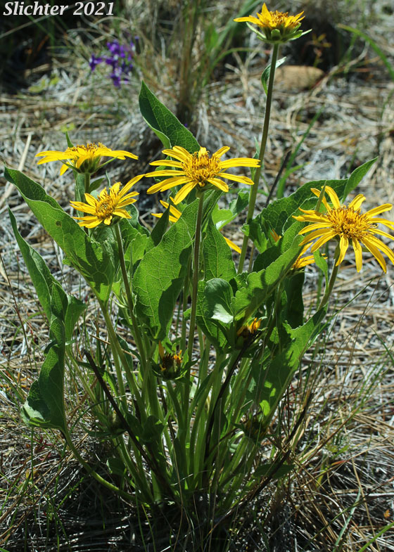 Puget Balsamroot, Deltoid Balsamroot, Northwest Balsamroot: Balsamorhiza deltoidea (Synonym: Balsamorhiza glabrescens)