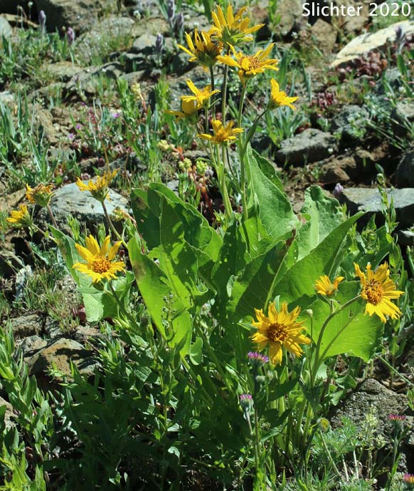 Puget Balsamroot, Deltoid Balsamroot, Northwest Balsamroot: Balsamorhiza deltoidea (Synonym: Balsamorhiza glabrescens)