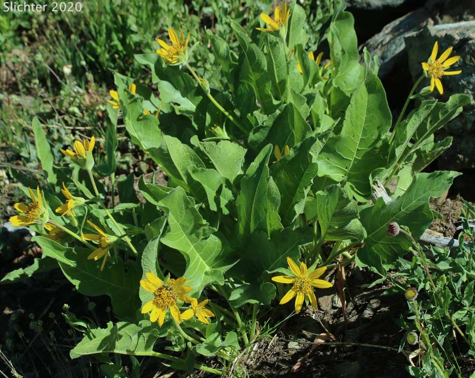 Puget Balsamroot, Deltoid Balsamroot, Northwest Balsamroot: Balsamorhiza deltoidea (Synonym: Balsamorhiza glabrescens)