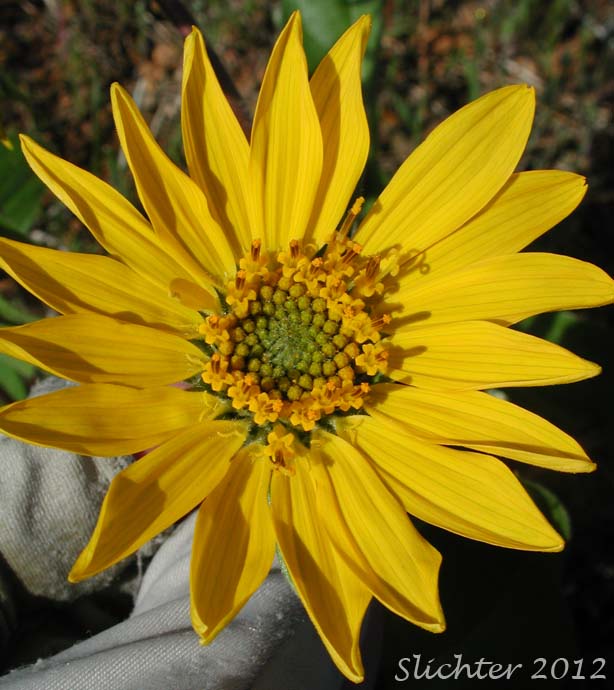 Flower head of Puget Balsamroot, Deltoid Balsamroot, Northwest Balsamroot: Balsamorhiza deltoidea (Synonym: Balsamorhiza glabrescens)