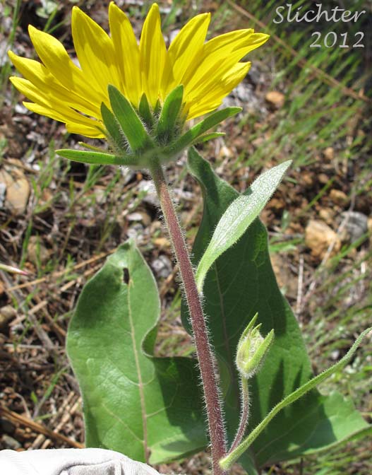 Puget Balsamroot, Deltoid Balsamroot, Northwest Balsamroot: Balsamorhiza deltoidea (Synonym: Balsamorhiza glabrescens)