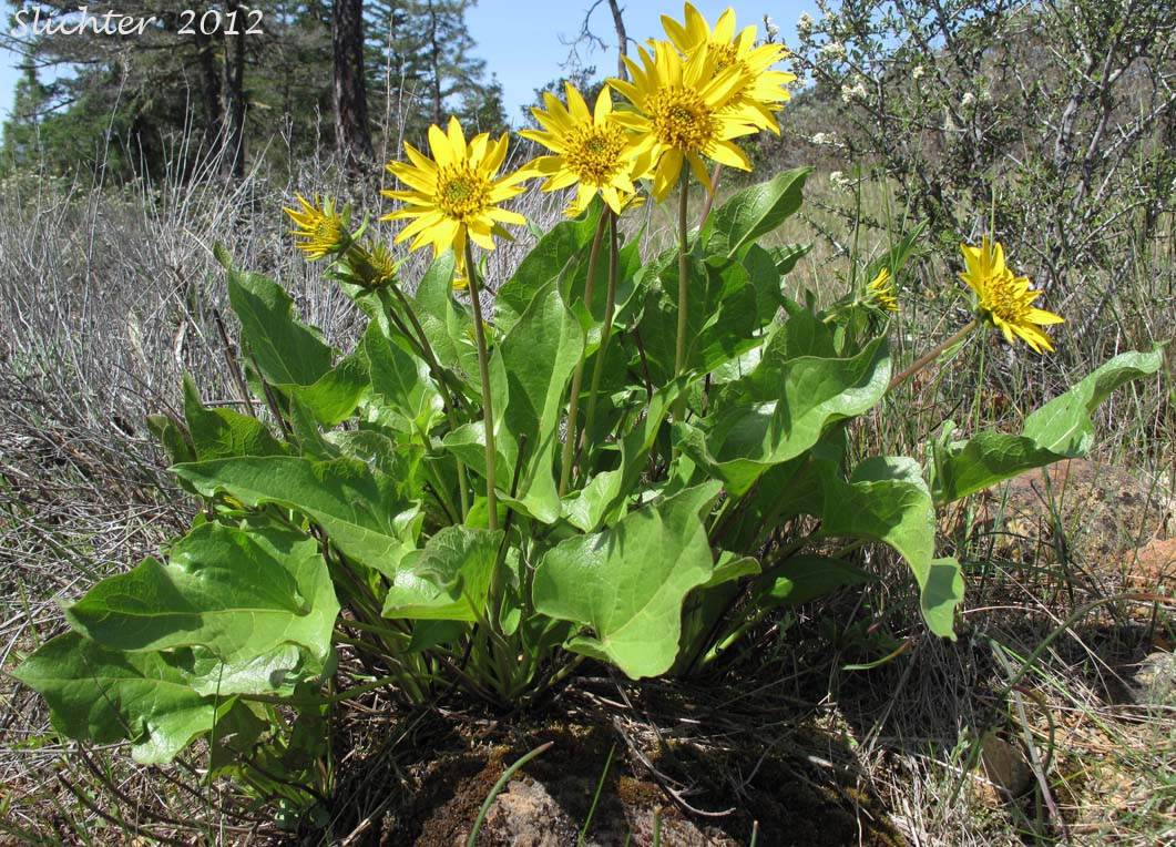 Puget Balsamroot, Deltoid Balsamroot, Northwest Balsamroot: Balsamorhiza deltoidea (Synonym: Balsamorhiza glabrescens)