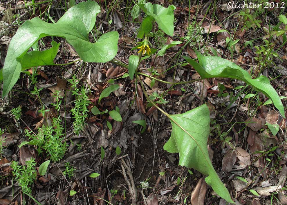 Puget Balsamroot, Deltoid Balsamroot, Northwest Balsamroot: Balsamorhiza deltoidea (Synonym: Balsamorhiza glabrescens)