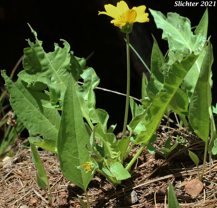 Hybrid Balsamroot: Balsamorhiza deltoidea x sericea