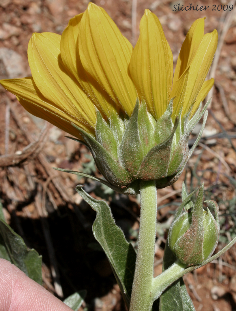 Flower head of Hybrid Balsamroot: Balsamorhiza deltoidea x sericea